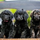 Goldendoodle Puppies for Sale – Expertly Trained and Lovingly Cared For!