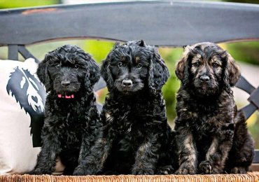 Goldendoodle Puppies for Sale – Expertly Trained and Lovingly Cared For!