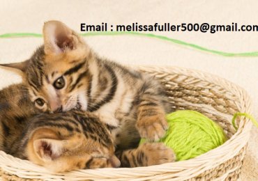 Adoptuj koty na sprzedaż – Sprzedam Kocięta Bengalskie